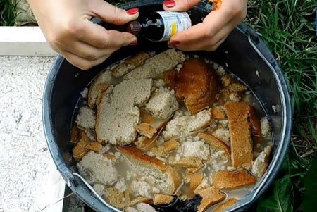 Как повысить урожайность смородины