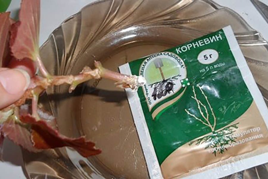Секреты успешного укоренения черенков