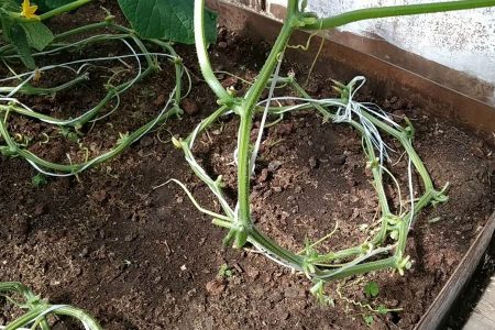 Как продлить плодоношение огурцов до самых заморозков?