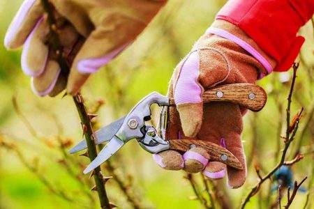 Секреты успешного укоренения черенков