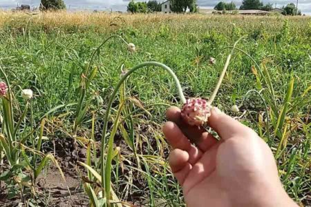 Как сохранить чеснок в домашних условиях
