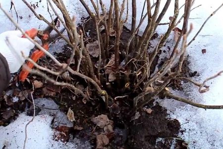 Секрет высокого урожая крыжовника - в правильной обрезке