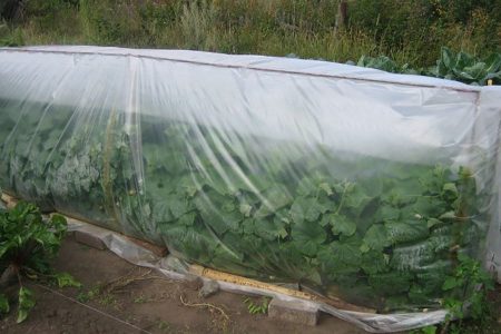 Как продлить плодоношение огурцов до самых заморозков?