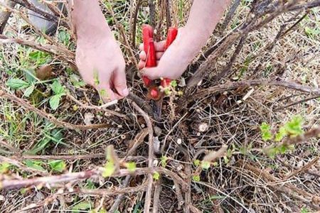 Как омолодить старые кусты черной смородины