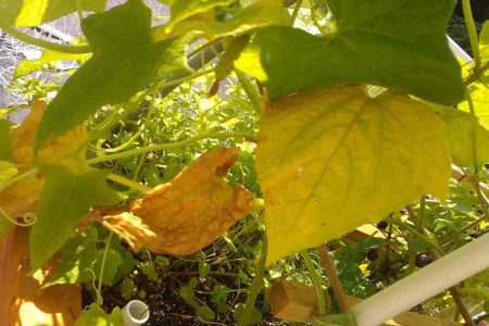 Как продлить плодоношение огурцов до самых заморозков?
