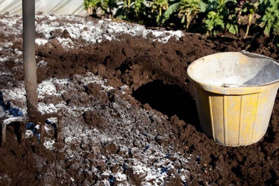 Что посадить на огороде в июле - второй заход