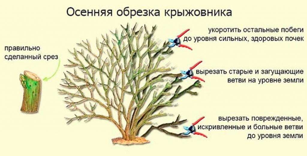 Секрет высокого урожая крыжовника - в правильной обрезке