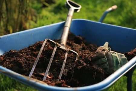 Как омолодить старые кусты черной смородины