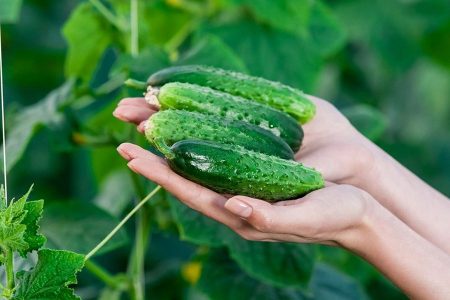 Как продлить плодоношение огурцов до самых заморозков?