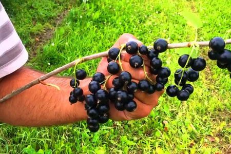 Как повысить урожайность смородины