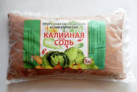 Уход за виноградом в августе