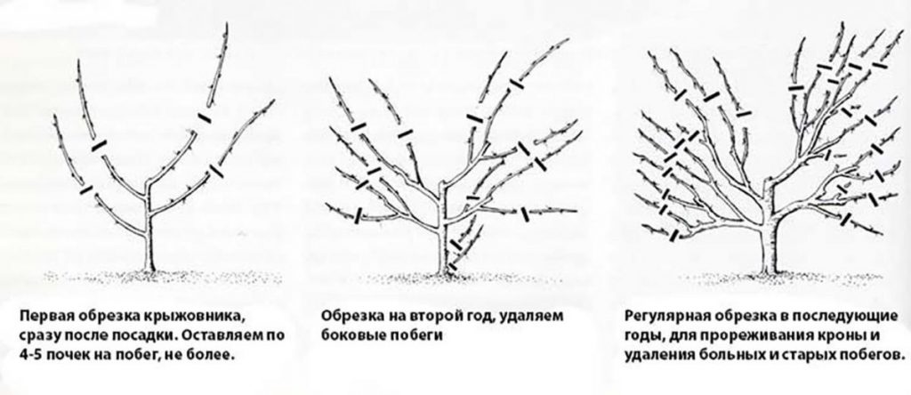 Секрет высокого урожая крыжовника - в правильной обрезке