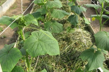 Как продлить плодоношение огурцов до самых заморозков?