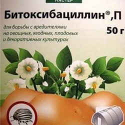 Уход за крыжовником: все секреты для больших урожаев Уход за крыжовником: все секреты для больших урожаев