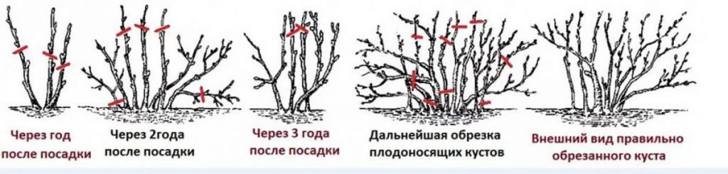 Уход за крыжовником: все секреты для больших урожаев