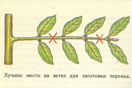 Секреты успешного укоренения черенков