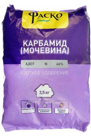 Как повысить урожайность смородины