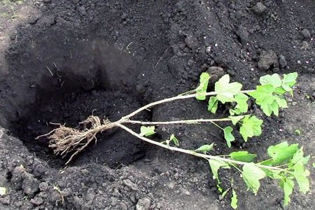 Уход за крыжовником: все секреты для больших урожаев Уход за крыжовником: все секреты для больших урожаев