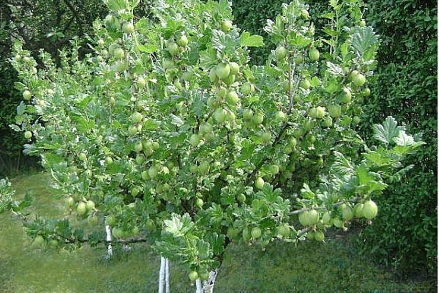 Уход за крыжовником: все секреты для больших урожаев