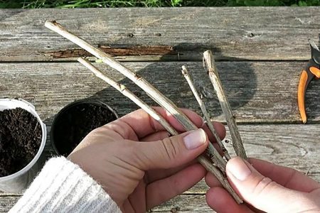 Дачные работы в июне - самые важные дела