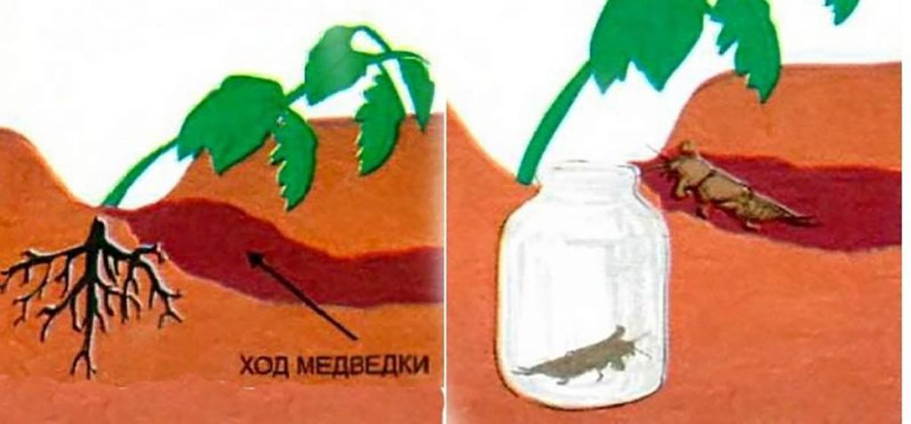 Дачные работы в июне - самые важные дела