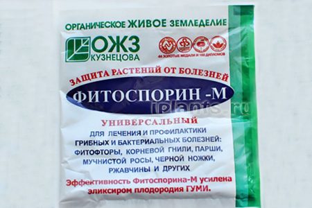 Дачные работы в июне - самые важные дела