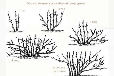 Как повысить урожайность смородины