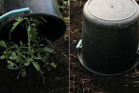 Майские заботы дачника в саду, огороде и цветнике Майские заботы дачника в саду, огороде и цветнике