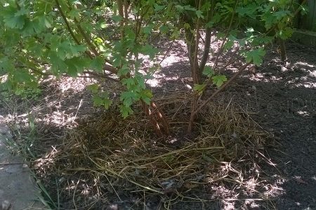 Как омолодить старые кусты черной смородины