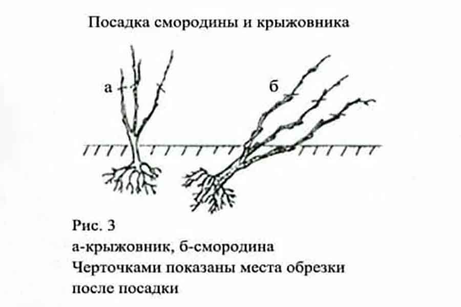Уход за крыжовником: все секреты для больших урожаев Уход за крыжовником: все секреты для больших урожаев