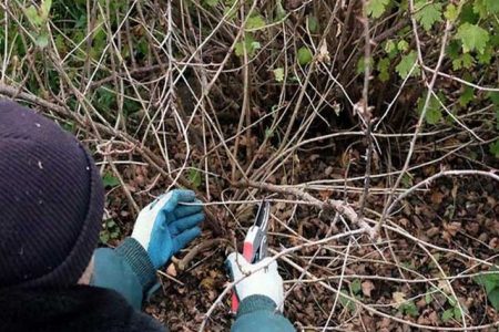 Секрет высокого урожая крыжовника - в правильной обрезке