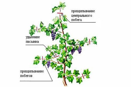 Дачные работы в июне - самые важные дела