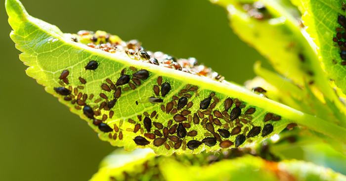 Абрикосовая тля