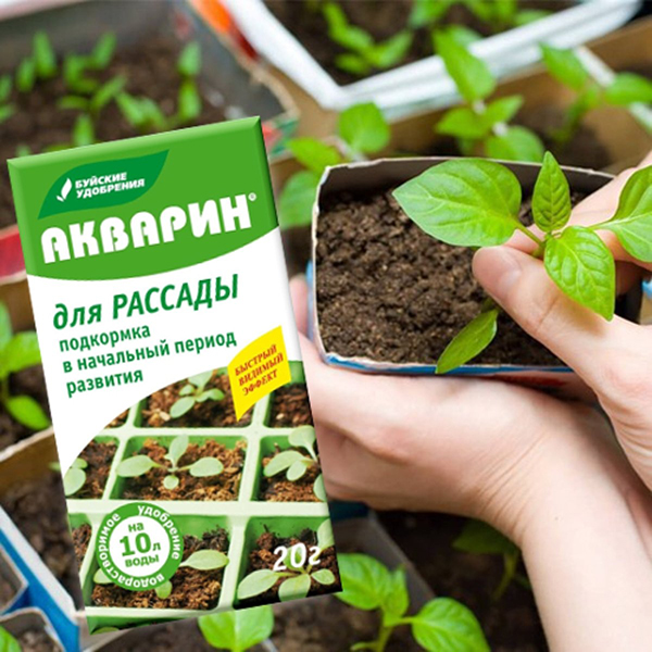 Применение Акварина для рассады
