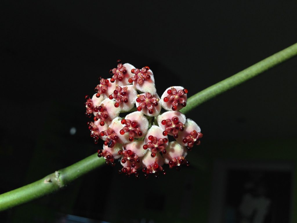 Хойя керри сплеш 