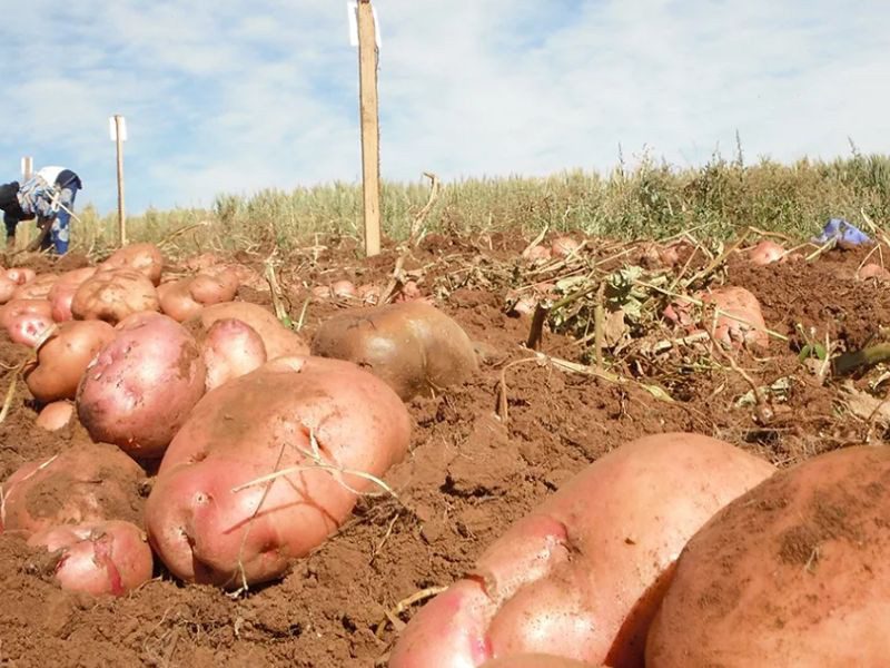 Удобрения картофеля для увеличения урожая