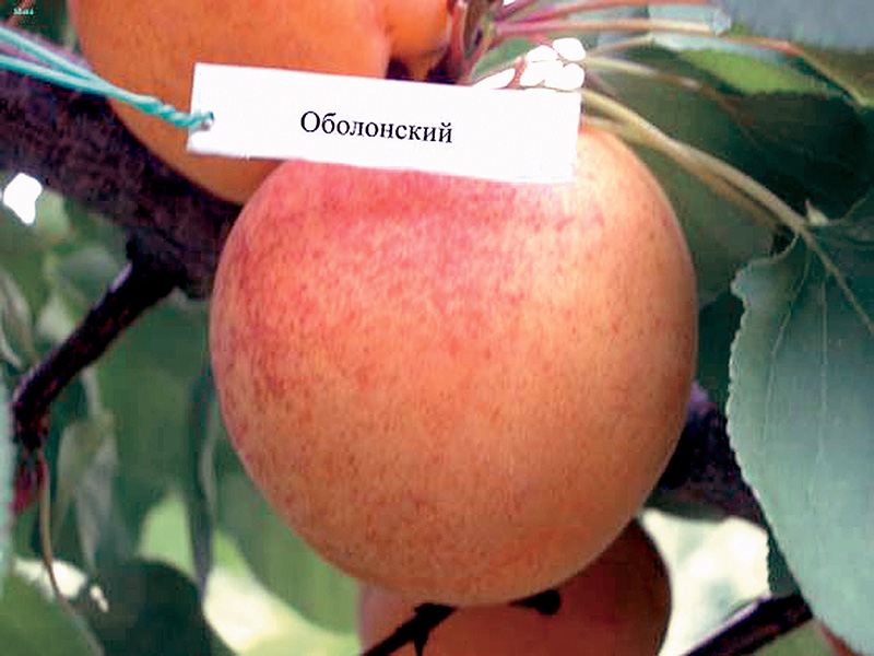 Сорт Оболонский