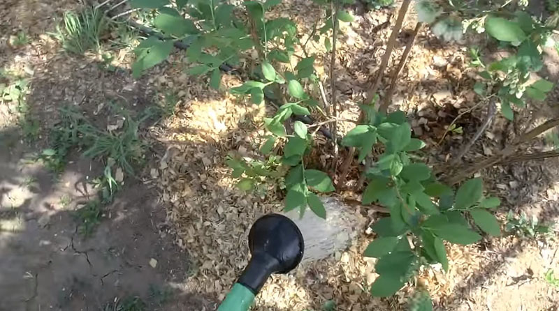 подкормка голубики