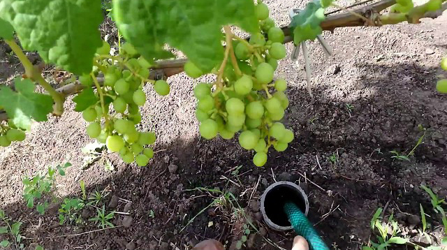 Полив винограда