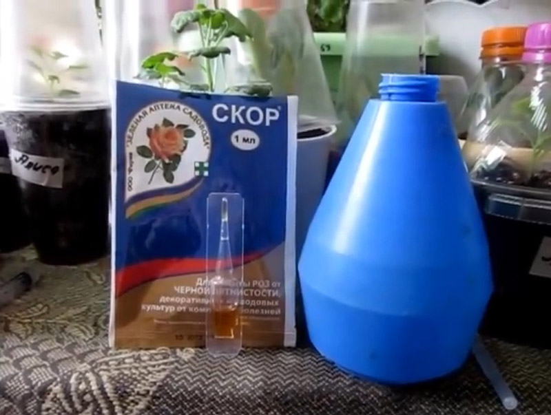 Применение фунгицида Скор на цветах