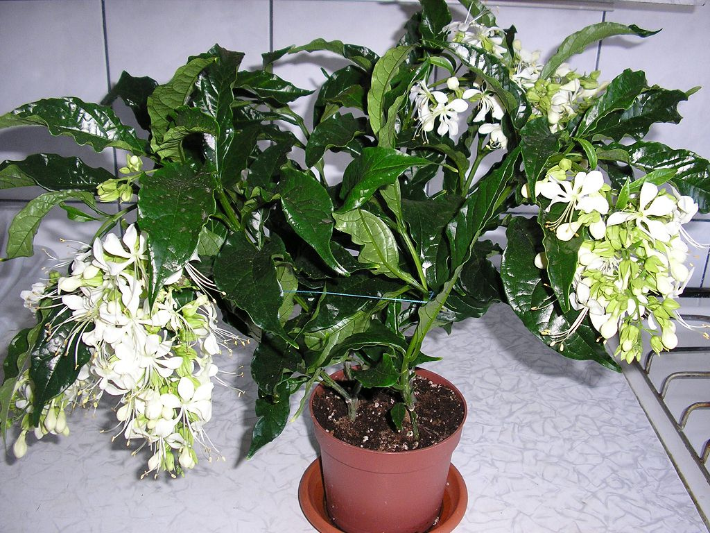 Клеродендрум не цветет