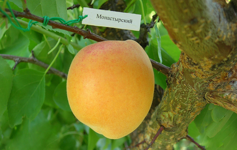 Сорт Монастырский