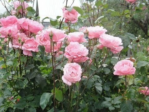 Сорта лучших зимнестойких роз