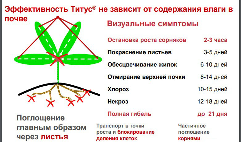 эффективность препарата Титус