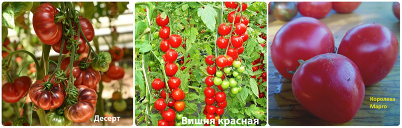 Высокорослые сорта помидор: Десерт, Вишня красная, Королева Марго