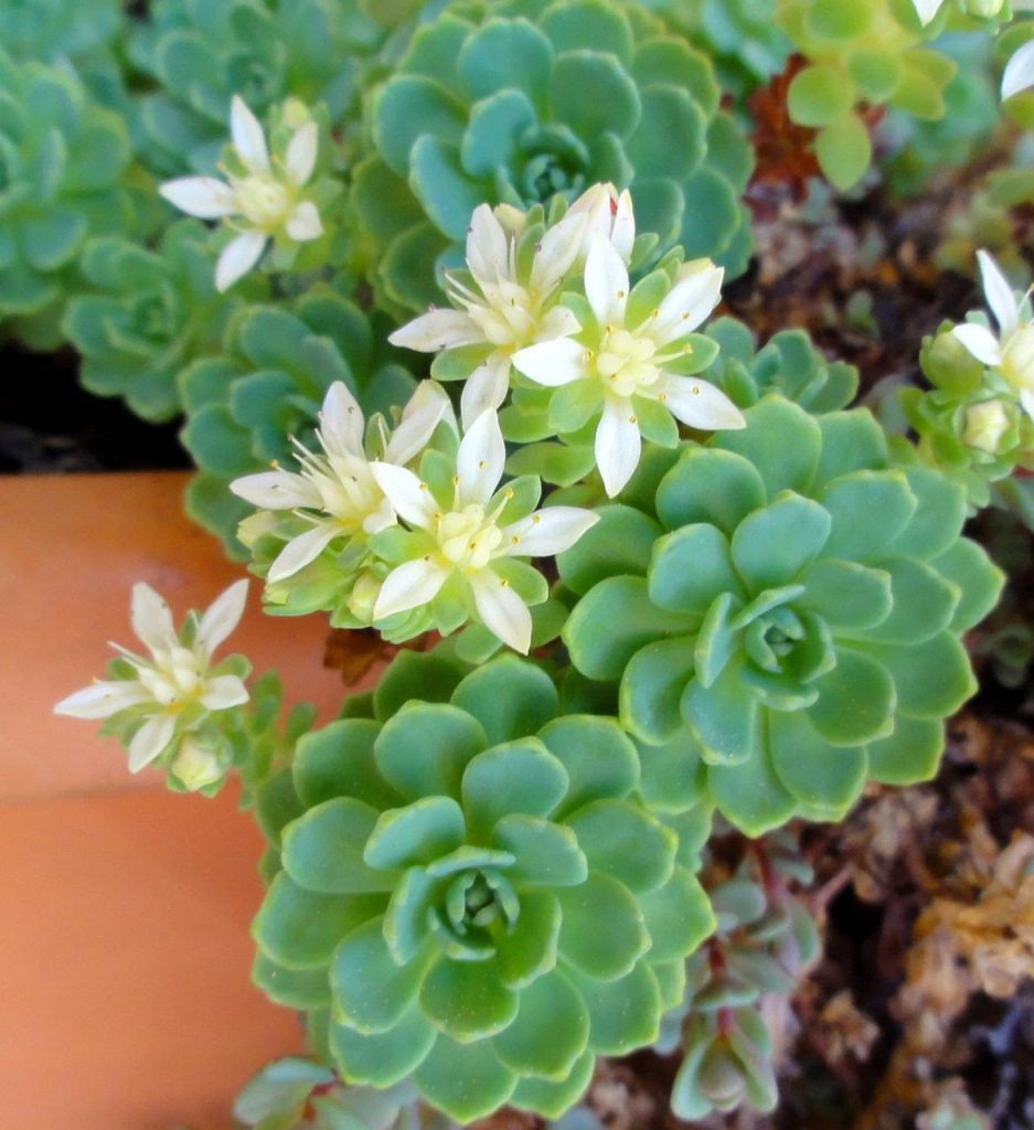 Очиток камчатский sedum kamtschaticum 