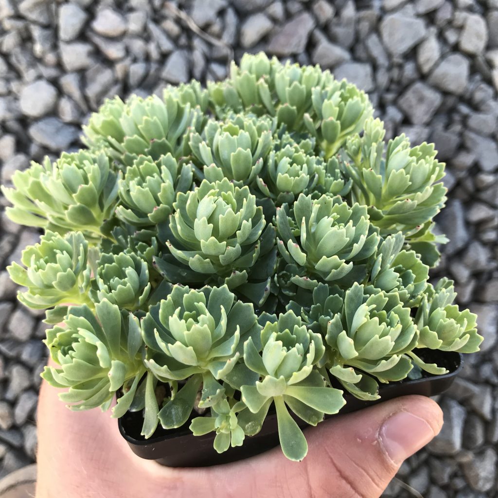Очиток камчатский sedum 