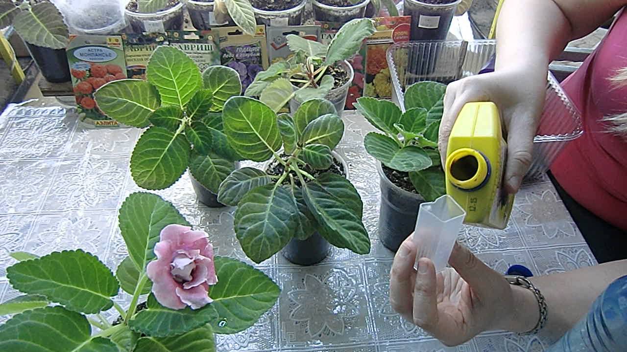 Клубень глоксинии