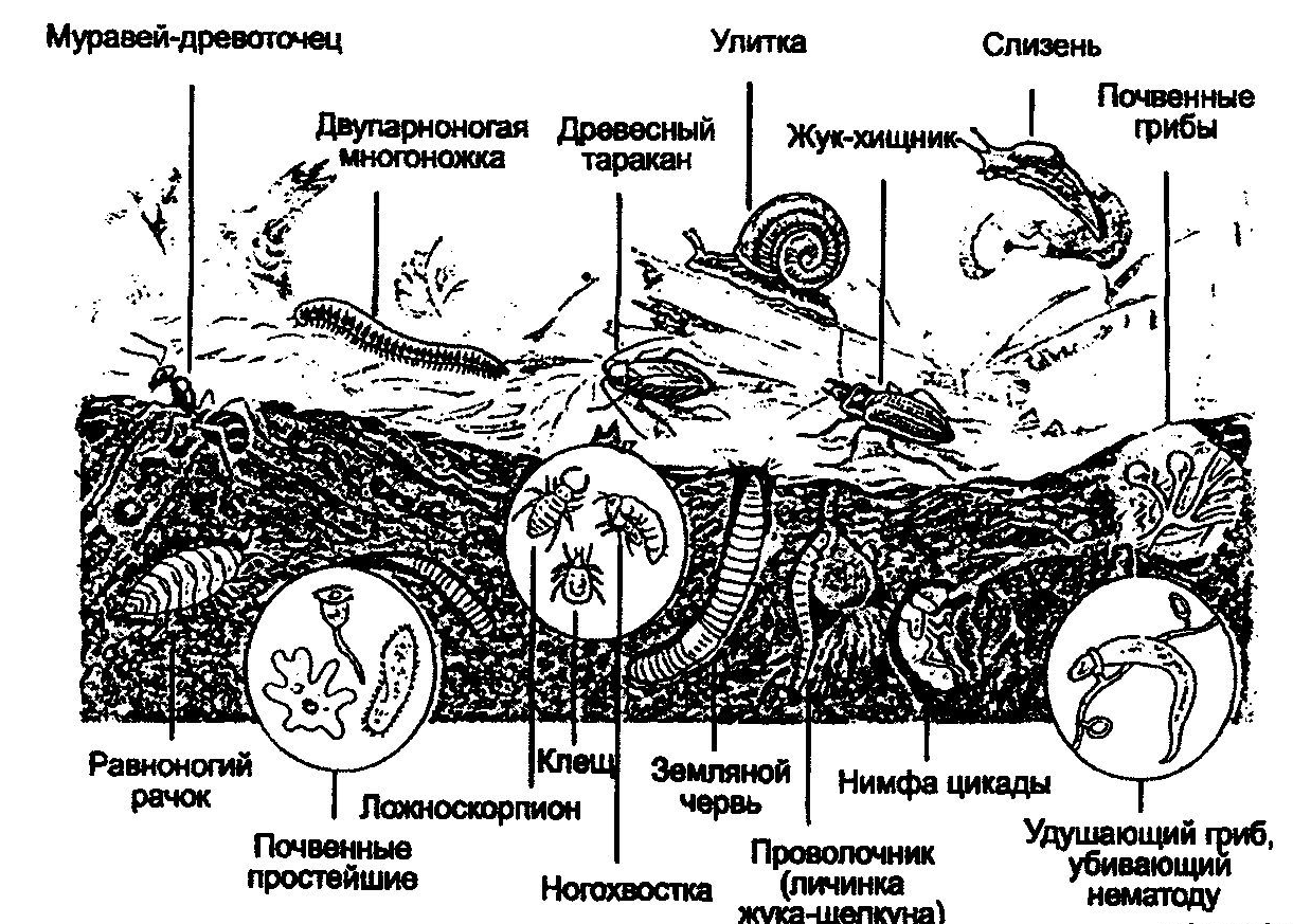 Куриный навоз