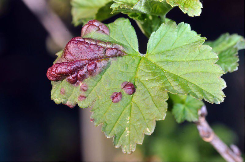 Тля на смородине чем обработать если уже есть ягоды